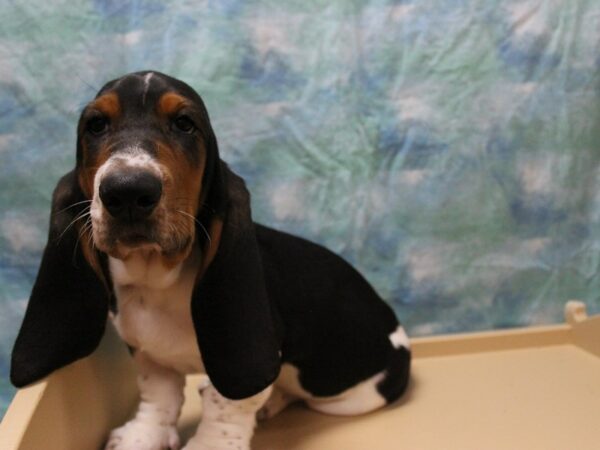 Basset Hound DOG Male Tri-Colored 25774 Petland Racine, Wisconsin