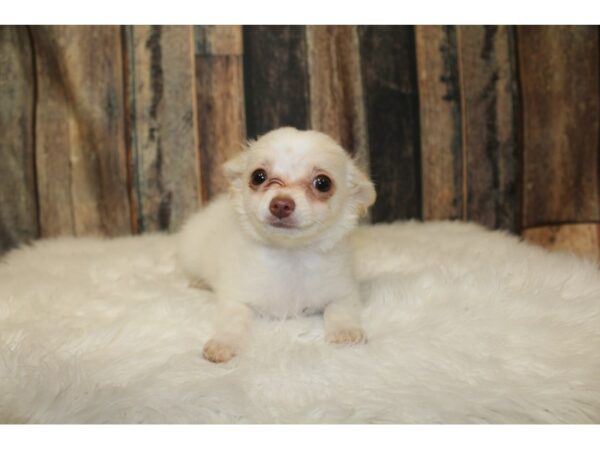 Chihuahua DOG Male Cream 16293 Petland Racine, Wisconsin