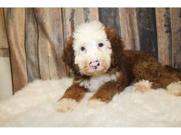 Bernadoodle Mini DOG Male Red / White 16299 Petland Racine, Wisconsin