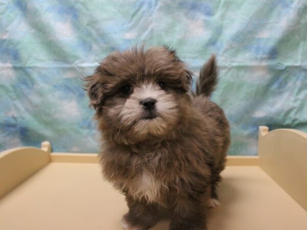 Shihpom DOG Female Brindle 25797 Petland Racine, Wisconsin