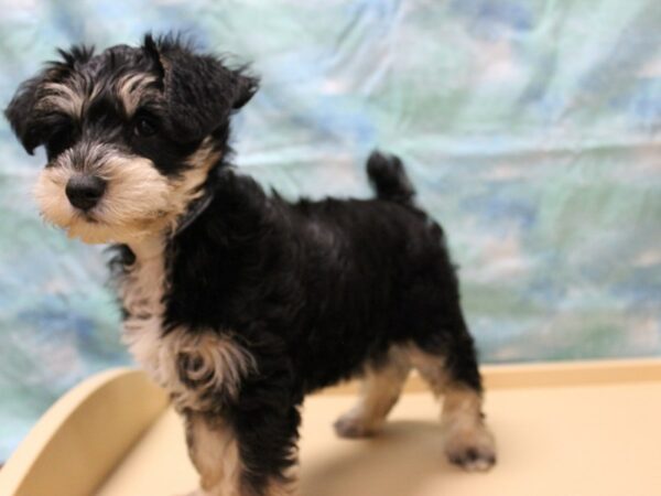 Schnoodle Puppy Black Tan ID 25795 Located at Petland Racine