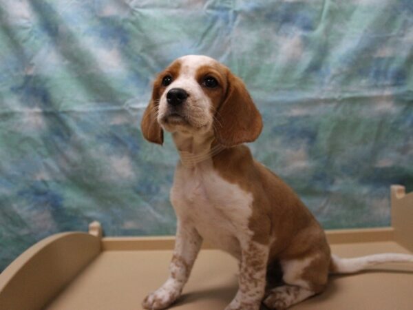 Cavalier King-DOG-Male-Blenheim-25796-Petland Racine, Wisconsin