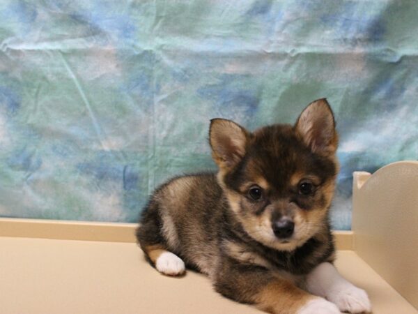 Alaskan Klee Kai/Australian Shepherd-DOG-Female-Tri-Colored-25798-Petland Racine, Wisconsin