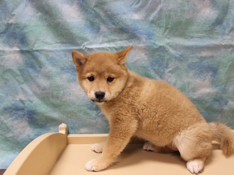 Shiba Inu