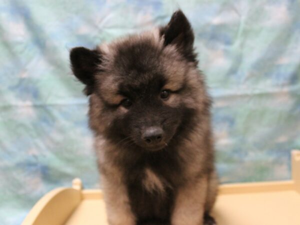 Keeshond DOG Male Black / Silver 25802 Petland Racine, Wisconsin