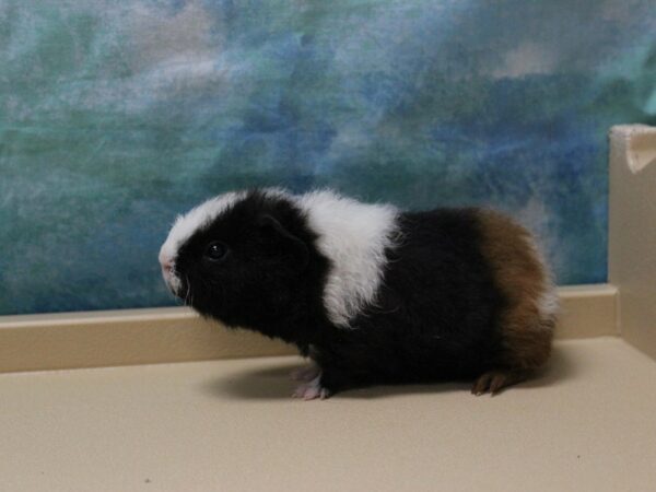 Teddy-GUINEA PIG-Male--25811-Petland Racine, Wisconsin