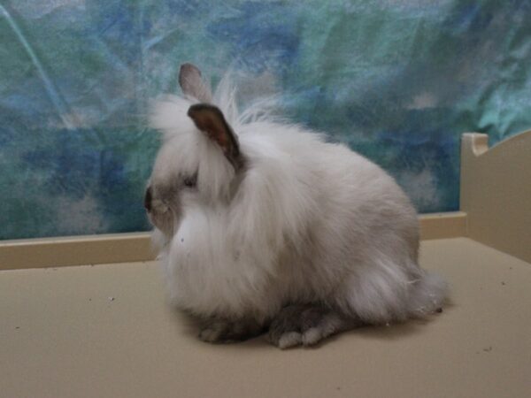 Lionhead-RABBIT-Female-Pearl-25820-Petland Racine, Wisconsin