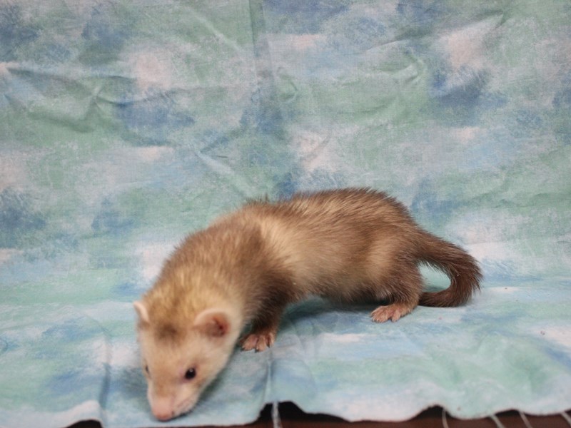 Ferret