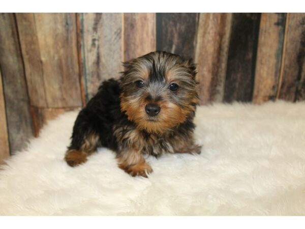 Silky Terrier-DOG-Female-Black / Tan-16300-Petland Racine, Wisconsin