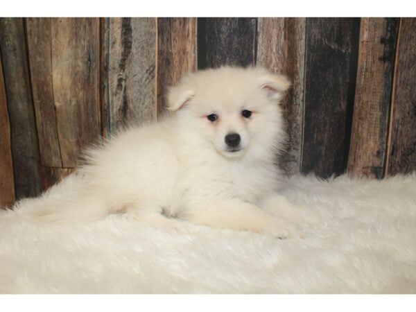 Pomeranian-DOG-Female-Cream-16302-Petland Racine, Wisconsin