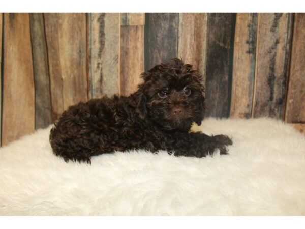 Cock A Poo 2nd Gen-DOG-Male-Chocolate-16303-Petland Racine, Wisconsin