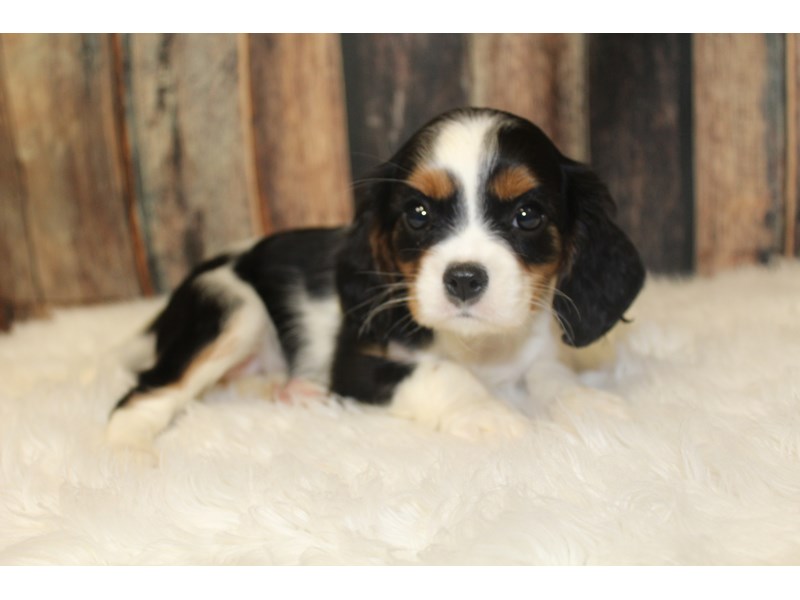 Cavalier King Charles Spaniel