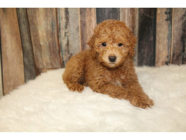 Poodle-DOG-Male-Red-16305-Petland Racine, Wisconsin