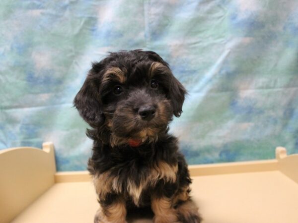 Havapoo-DOG-Female-Graybrown-25830-Petland Racine, Wisconsin