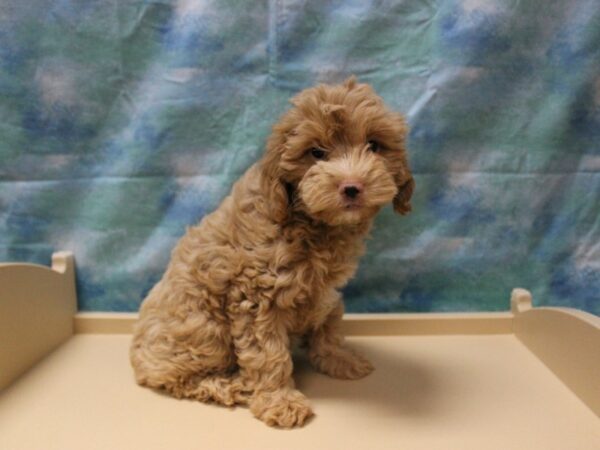 Cockapoo 2nd gen-DOG-Male-Buff-25835-Petland Racine, Wisconsin