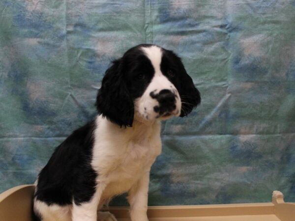 English Springer Spaniel DOG Male White / Black 25832 Petland Racine, Wisconsin