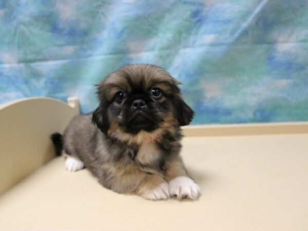 Pekingese DOG Female Sable 25826 Petland Racine, Wisconsin