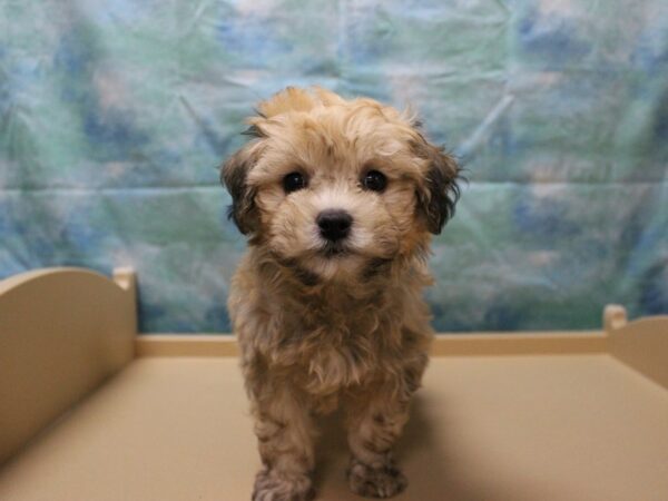 Havachon-DOG-Male-Cinnamon-25824-Petland Racine, Wisconsin