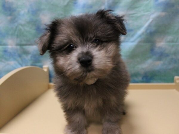 Pomapoo 2nd Gen-DOG-Male-Brown-25825-Petland Racine, Wisconsin