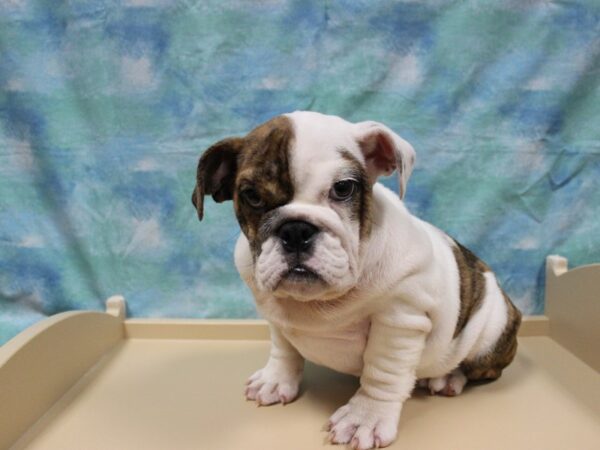 English Bulldog DOG Female WHT BRN BLK 25837 Petland Racine, Wisconsin