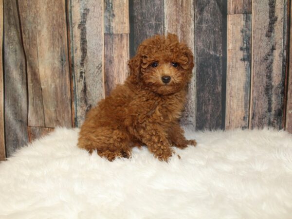 Poodle-DOG-Male-Red-16312-Petland Racine, Wisconsin