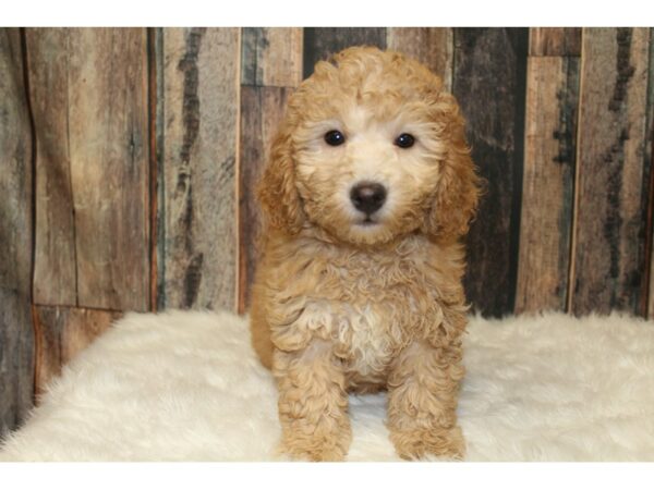 Goldendoodle Mini 2nd Gen-DOG-Female-Apricot-16315-Petland Racine, Wisconsin