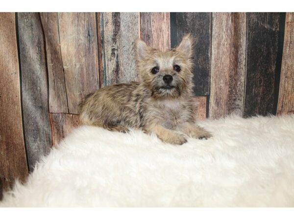 Cairn Terrier DOG Male Wheaten 16316 Petland Racine, Wisconsin