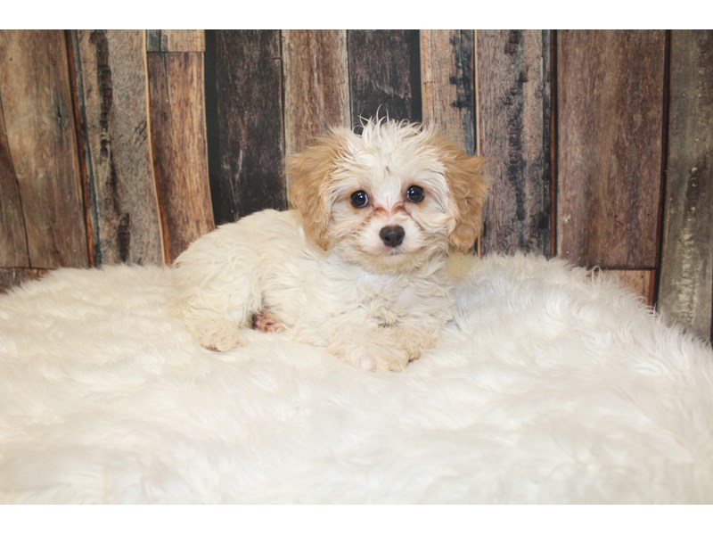 Cavachon
