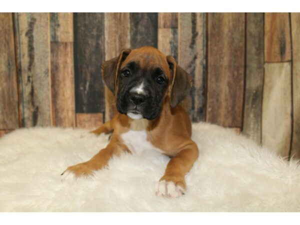 Boxer DOG Female Fawn 16325 Petland Racine, Wisconsin