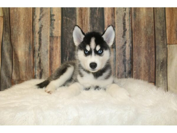 Siberian Husky-DOG-Female-Black / White-16326-Petland Racine, Wisconsin