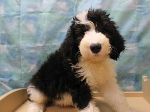 Old English Sheepdog/Poodle-DOG-Female-Black / White-25855-Petland Racine, Wisconsin