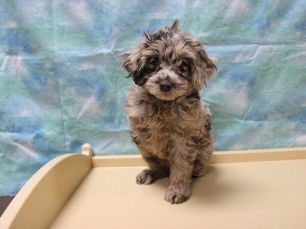 Cockapoo 2nd gen-DOG-Female-Chocolate Merle-25849-Petland Racine, Wisconsin