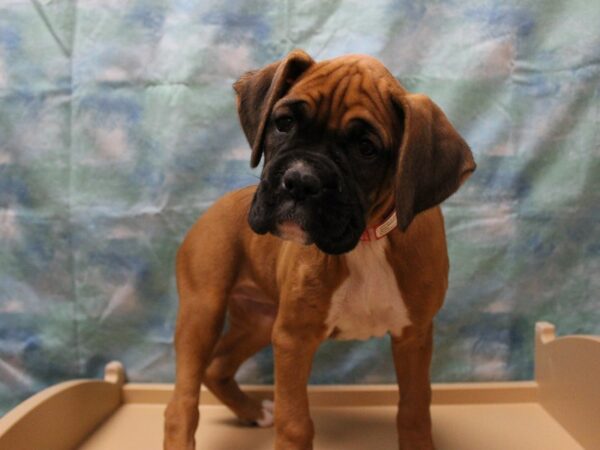 Boxer DOG Female Fawn 25847 Petland Racine, Wisconsin