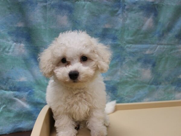 Bichonpoo DOG Male White 25846 Petland Racine, Wisconsin