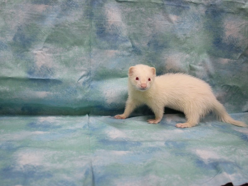 Ferret