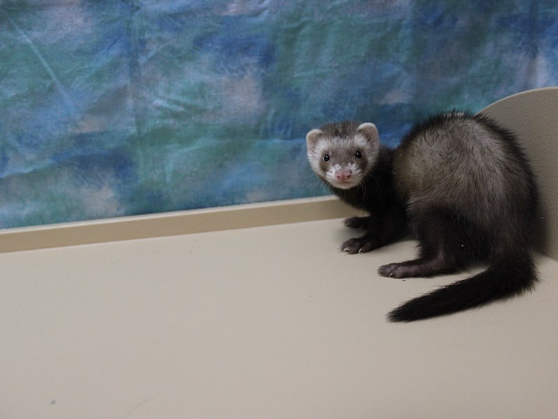 View Ferret Puppy Photos Petland Racine, Wisconsin