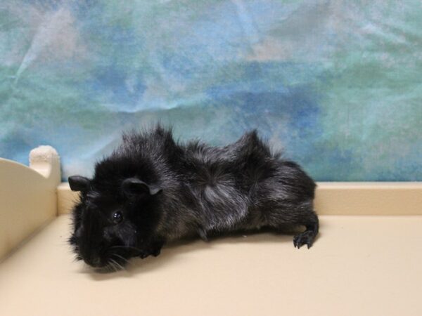 Abyssinian Guinea Pig-GUINEA PIG-Male--25860-Petland Racine, Wisconsin