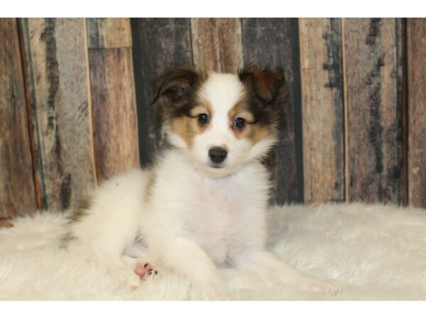 Shetland Sheepdog-DOG-Male-Sable / White-16328-Petland Racine, Wisconsin