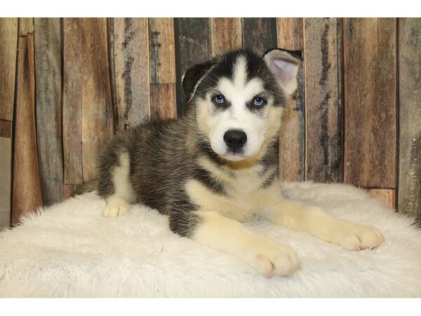 Siberian Husky-DOG-Male-Black / White-16329-Petland Racine, Wisconsin