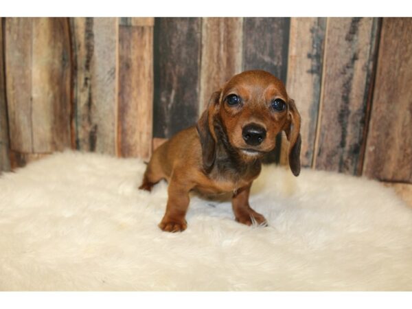 Dachshund-DOG-Male-Brown-16330-Petland Racine, Wisconsin