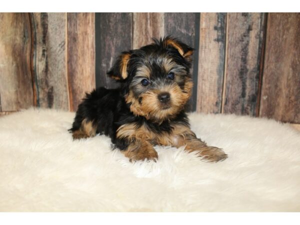 Yorkshire Terrier DOG Female Black / Tan 16331 Petland Racine, Wisconsin