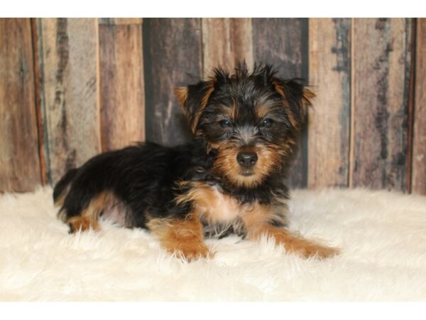 Silky Terrier DOG Male Black / Tan 16332 Petland Racine, Wisconsin