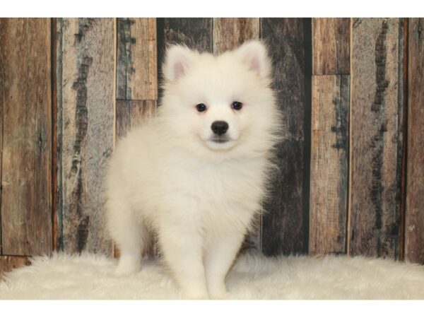 Pomeranian/American Eskimo DOG Male White 16333 Petland Racine, Wisconsin