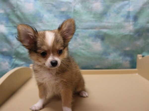 Chihuahua DOG Male Fawn Sable 25882 Petland Racine, Wisconsin