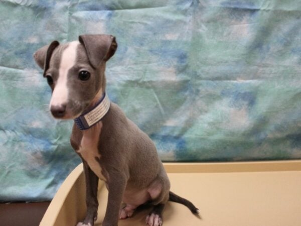 Italian Greyhound DOG Male BLUE/WH 25892 Petland Racine, Wisconsin