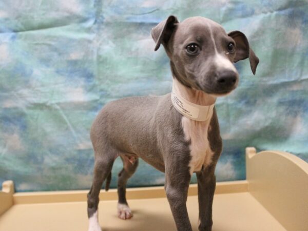 Italian Greyhound DOG Male Blue 25868 Petland Racine, Wisconsin