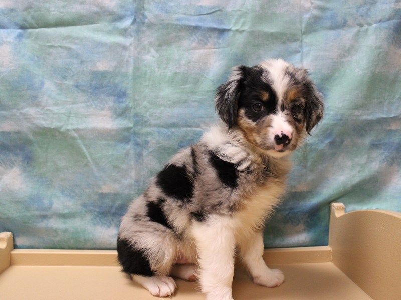 Australian Shepherd