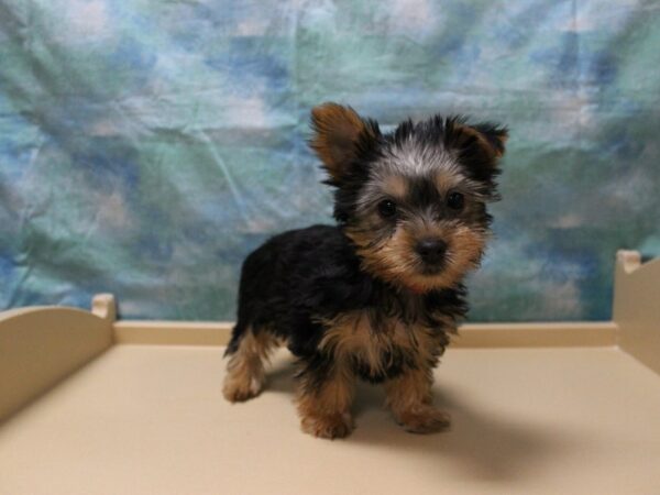 Silky Terrier-DOG-Female-Black / Tan-25878-Petland Racine, Wisconsin