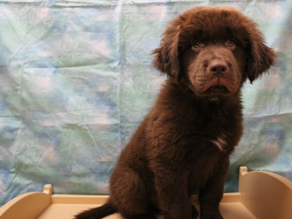 Newfoundland-DOG-Male-Chocolate-25880-Petland Racine, Wisconsin