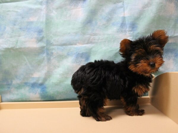 Yorkshire Terrier DOG Female BLK/TAN 25894 Petland Racine, Wisconsin